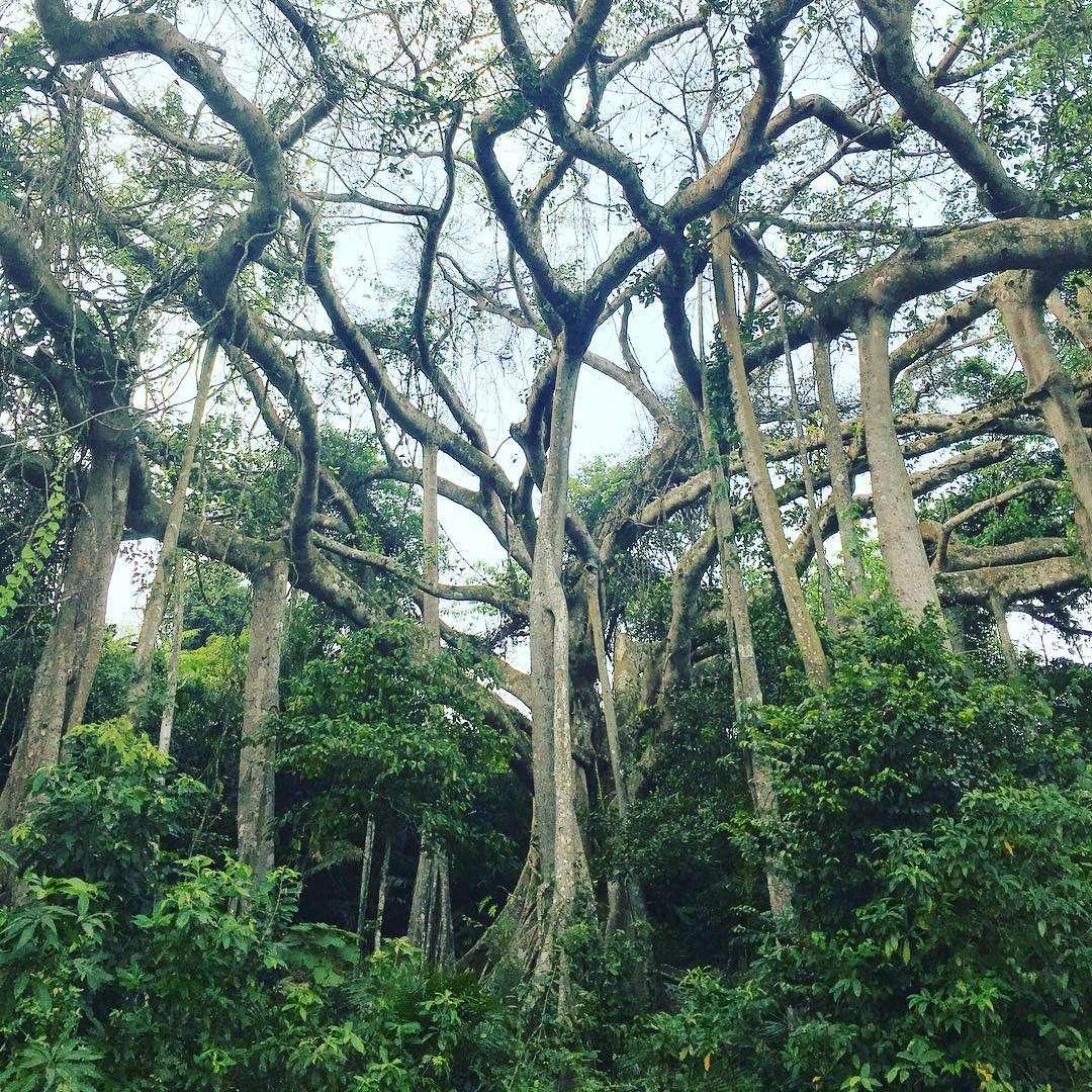 Cây Đa Sơn Trà (Đà Nẵng) (2)