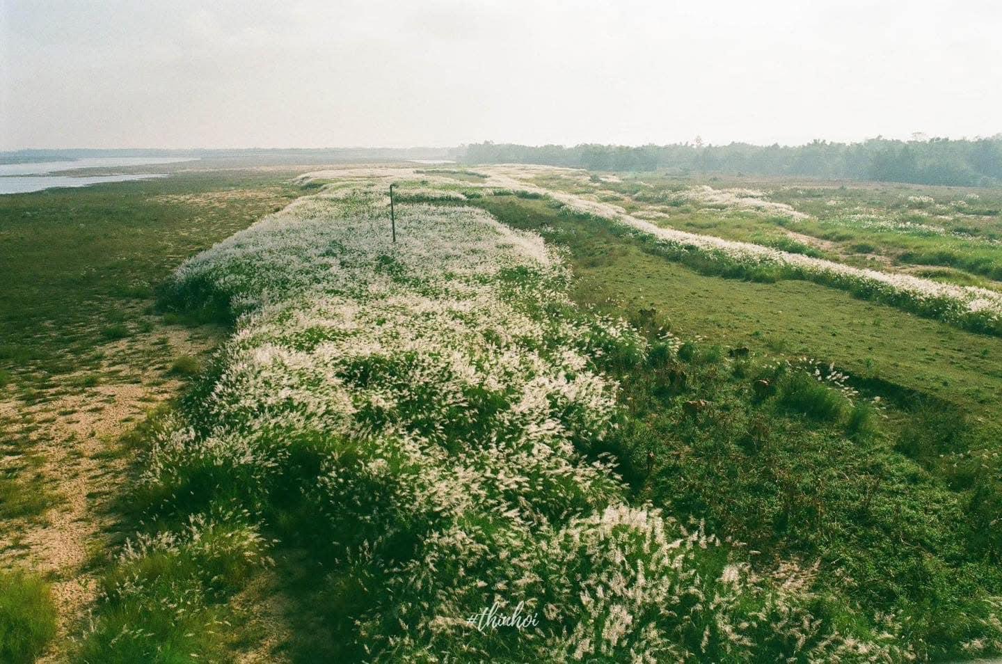 Reed Grass Field (3)