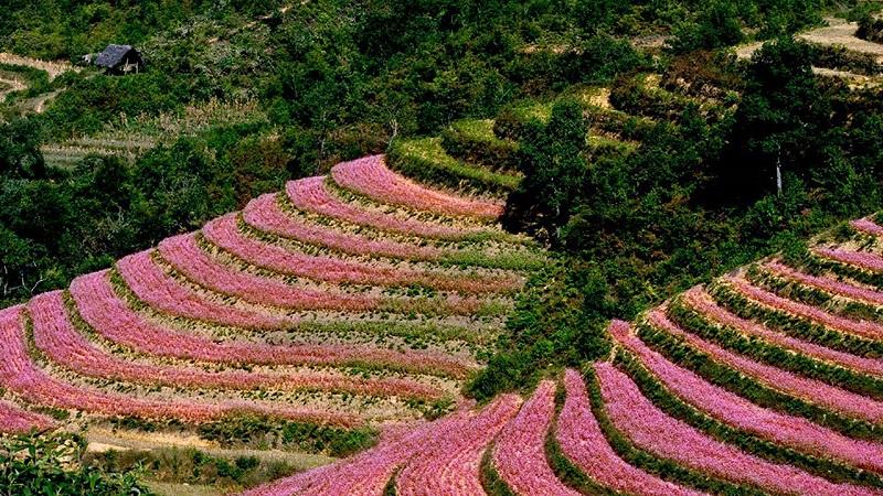 Buckwheat Flower Fields (2)