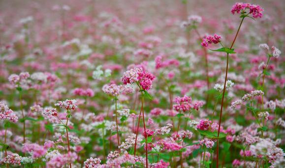 Buckwheat Flower Fields (3)