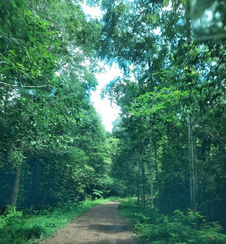 Ma Da Forest (2)