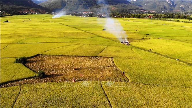 Muong Tac Field (2)