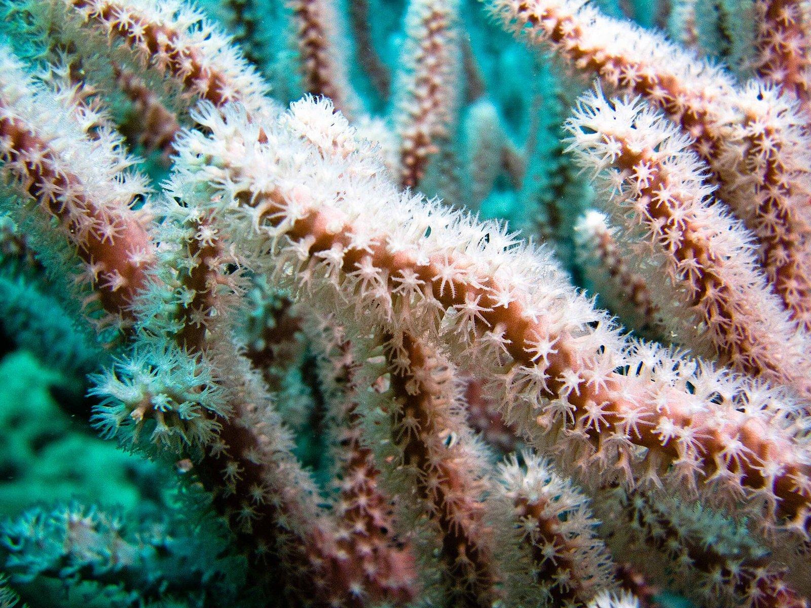 Hon Mun Coral Reef Snorkeling Tour (Daily Join-in Tour) (3)