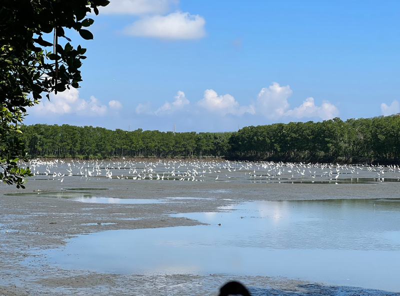 Experience Con Chim - SUP Rowing & Wetland Life (5)
