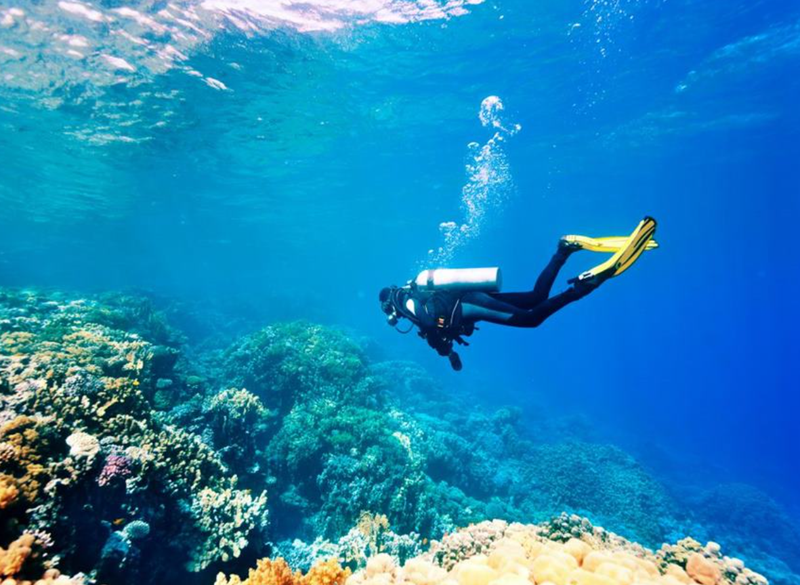 Experience Diving to See Coral - Quy Nhon (4)