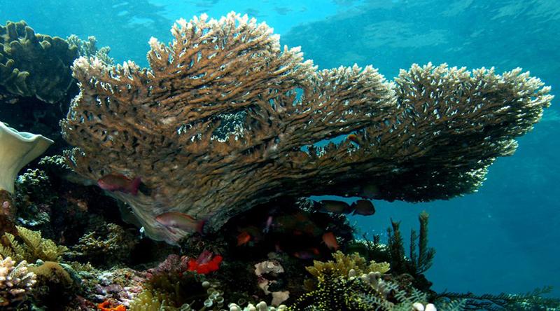Vân Phong Bay Snorkeling Tour (5)