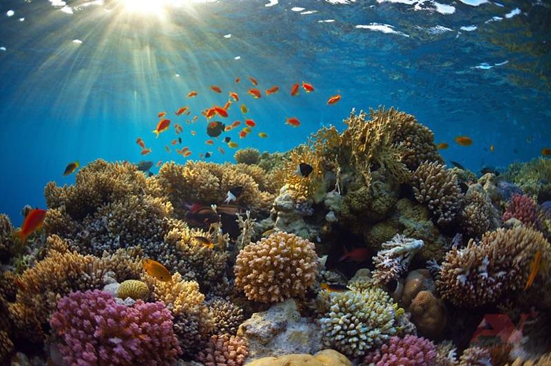 Vân Phong Bay Snorkeling Tour (3)
