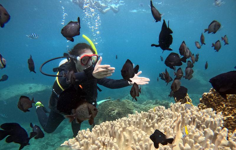 Tour Lặn Biển Hòn Mun Không Có Bằng Lặn (dành cho người mới bắt đầu) (1)