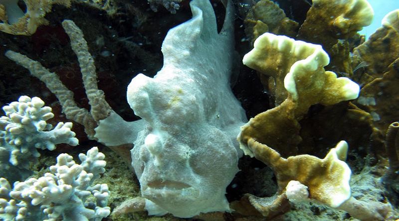 https://files.locallife.asia/images/800/1772617243806-seacoral-nha-trang-frogfish.jpg