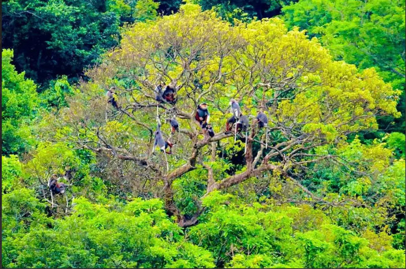 Trekking Sơn Trà | Thất đại cổ thụ - Hải đăng tiên sa (6)