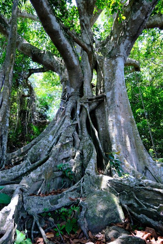 Cây Đa Sơn Trà (Đà Nẵng) (3)