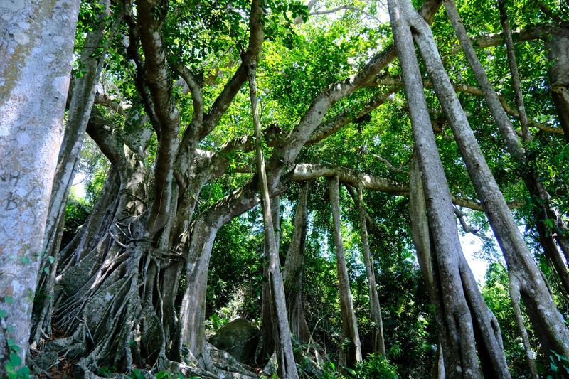 Cây Đa Sơn Trà (Đà Nẵng) (4)