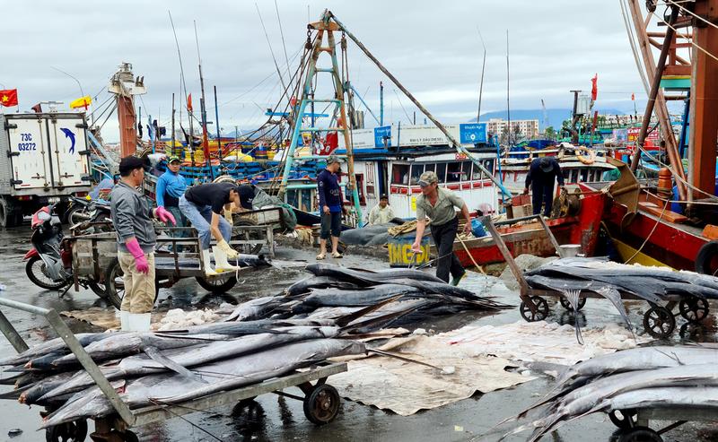 Tho Quang Fishing Port (Da Nang) (3)