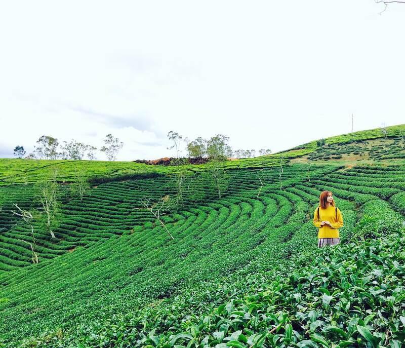 Đồi chè Đông Giang (Quảng Nam) (4)