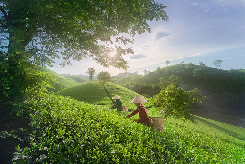 Đồi chè Đông Giang (Quảng Nam) (3)