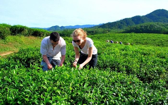 Tham quan Đồi chè Đông Giang (Quảng Nam)