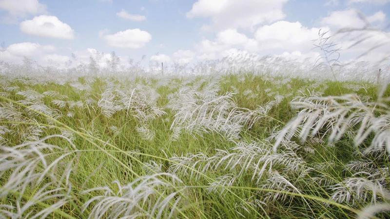 Reed Grass Field (1)