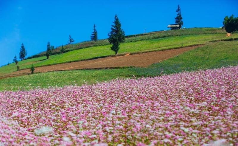 Buckwheat Flower Fields (1)