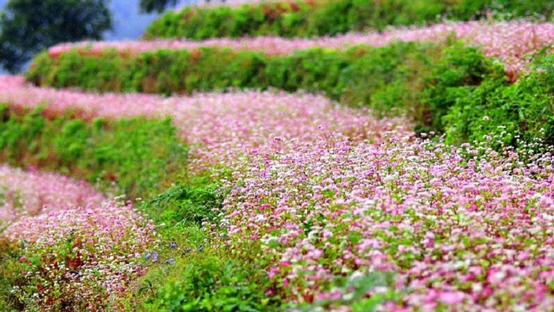 Buckwheat Flower Fields (5)