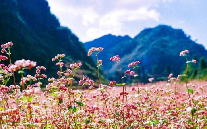 Buckwheat Flower Fields (4)
