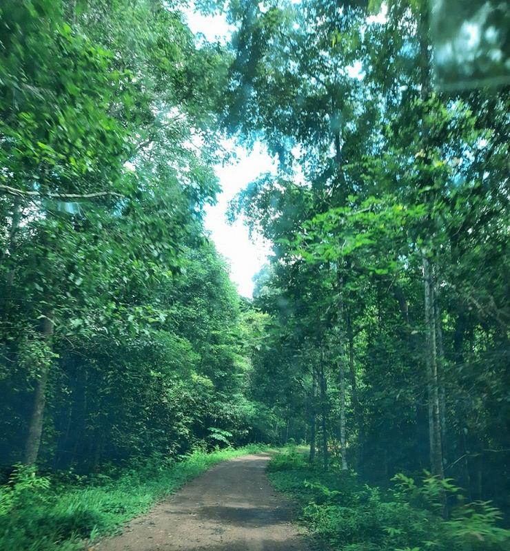 Ma Da Forest (2)