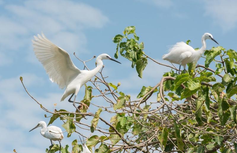 Bang Lang Stork Garden (4)
