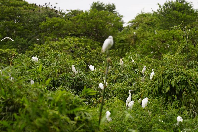 Bang Lang Stork Garden (5)