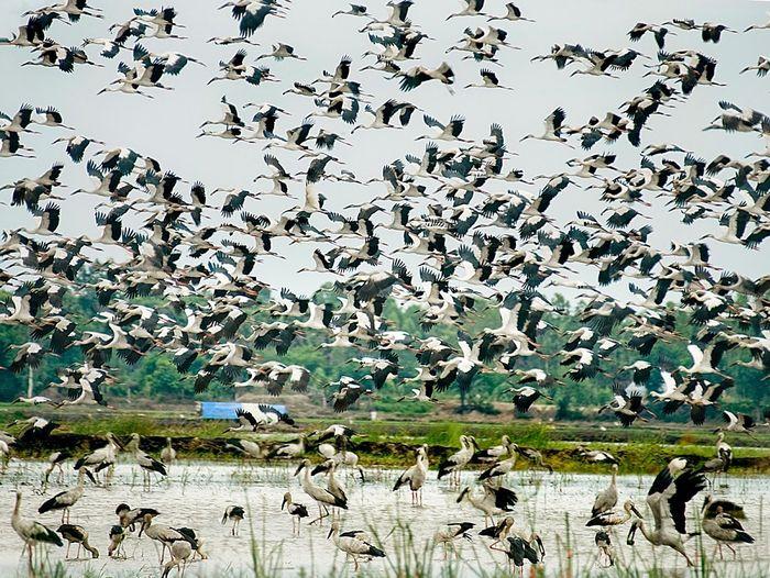 Bang Lang Stork Garden Experience
