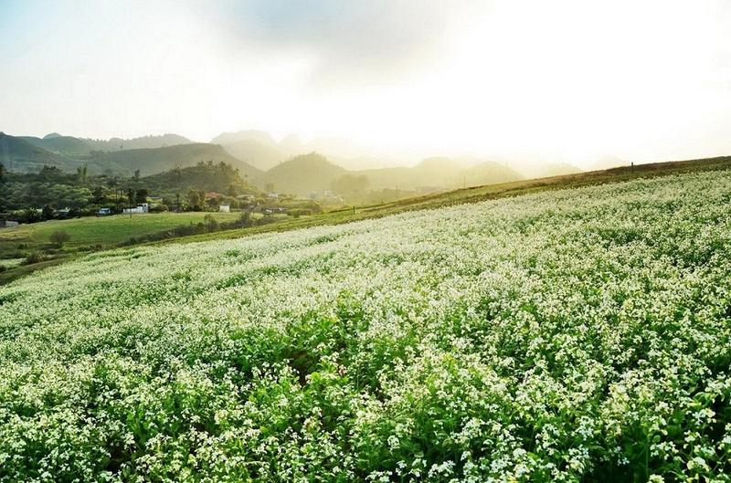 https://files.locallife.asia/images/800/1777104806864-ban-pa-phach-thien-duong-hoa-la-rop-troi-giua-moc-chau-tho-mong-05-1645862721.jpg