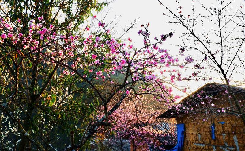 https://files.locallife.asia/images/800/1777123378458-Laoxa6-01.jpg