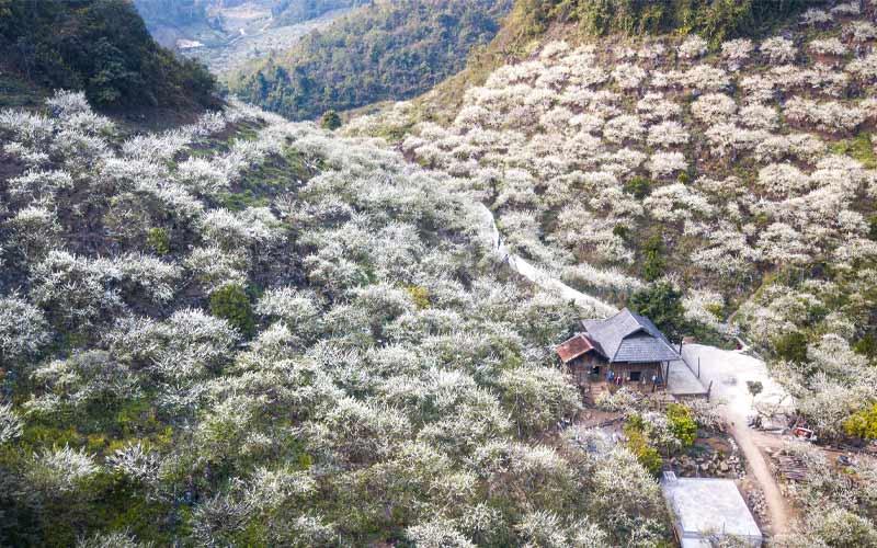https://files.locallife.asia/images/800/1777254267143-toan-canh-thung-lung-Na-Ka-Moc-Chau.jpg
