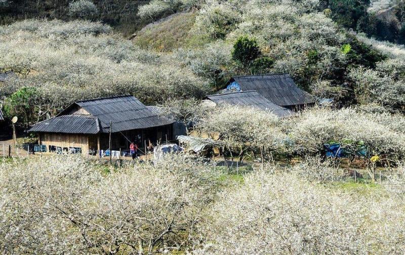 https://files.locallife.asia/images/800/1777254267154-cf59f50e-thung-lung-man-na-ka-moc-chau-1.jpg