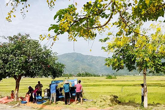 https://files.locallife.asia/images/800/1777255709698-v1zsego0.jpg