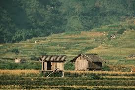 https://files.locallife.asia/images/800/1777259527518-images.jpg
