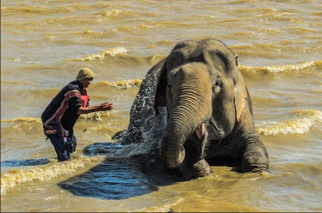 Elephant Bathing Experience in Buon Lak (7)