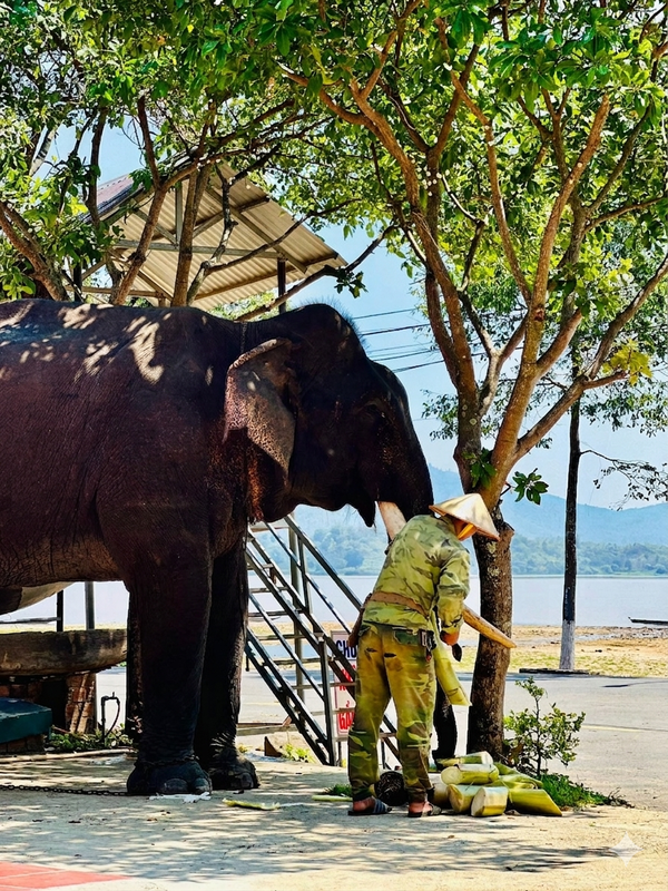 Elephant Bathing Experience in Buon Lak (4)
