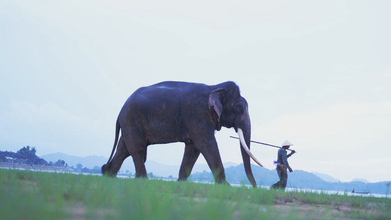 Elephant Bathing Experience in Buon Lak (2)