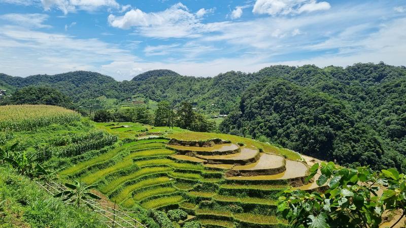 https://files.locallife.asia/images/800/1783414335887-f9d0984b-2746-410a-9a5b-99f53d461ab6-__i_1.jpg